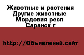 Животные и растения Другие животные. Мордовия респ.,Саранск г.